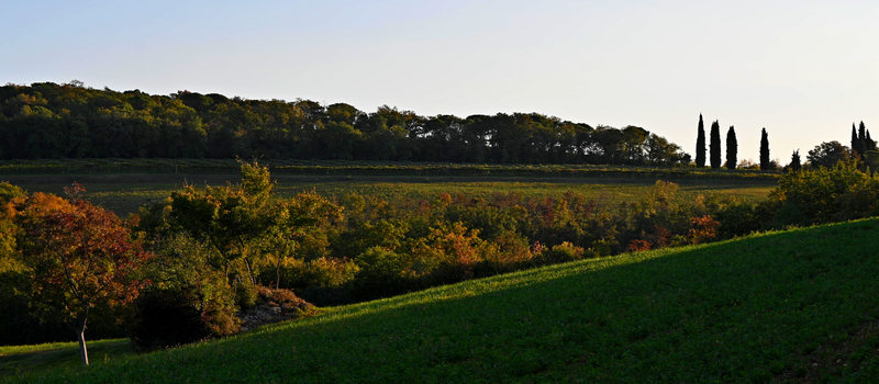 Lonigo, Colli Berici