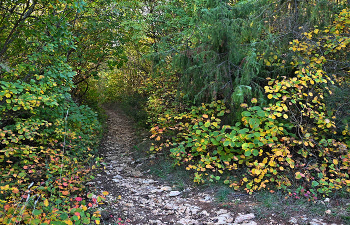 Autunno nei Monti di Lonigo