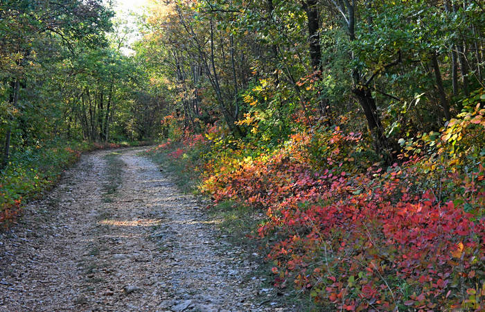 Autunno nei Monti di Lonigo