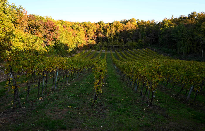 Autunno nei Monti di Lonigo