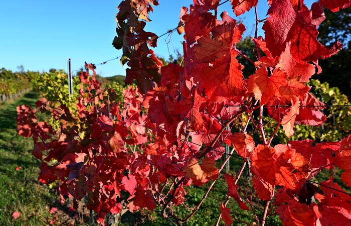 Autunno nei Monti di Lonigo