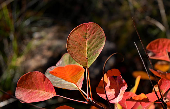 Autunno nei Monti di Lonigo