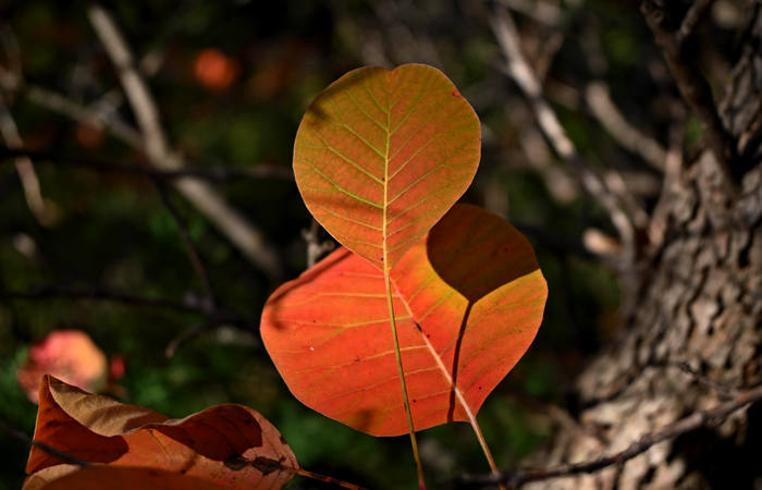 Autunno nei Monti di Lonigo