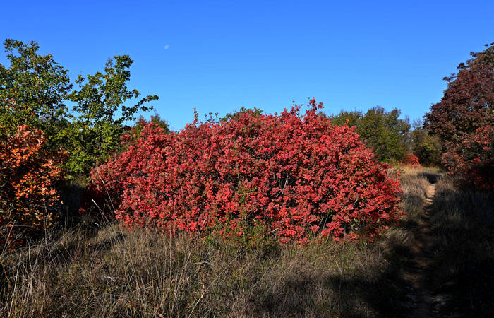 Autunno nei Monti di Lonigo