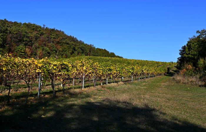 Autunno nei Monti di Lonigo