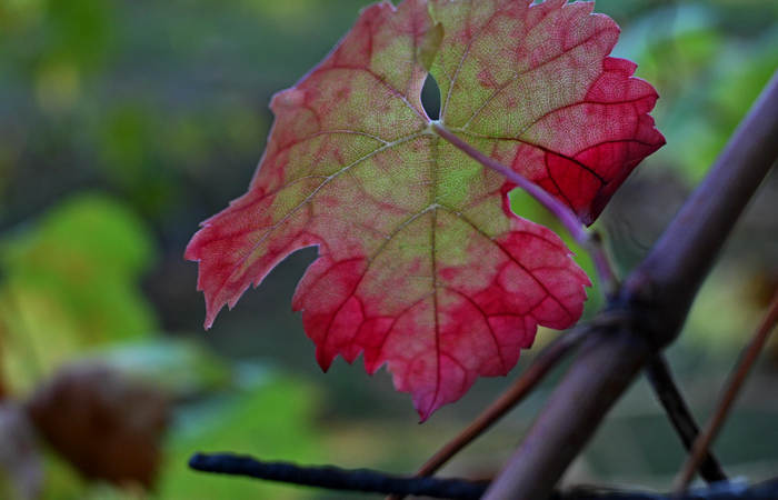 Autunno nei Monti di Lonigo