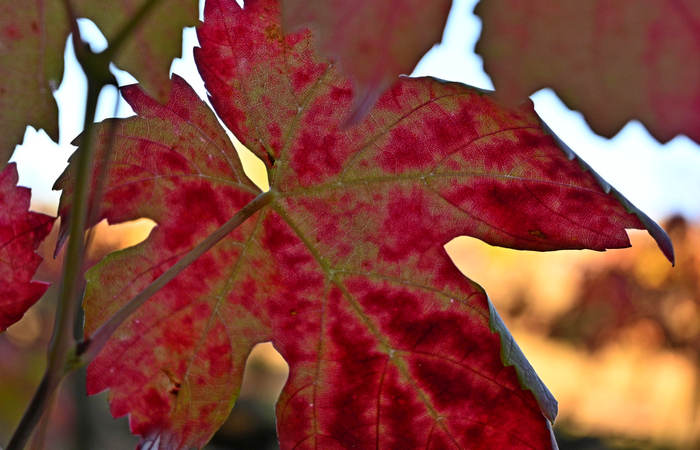 Autunno nei Monti di Lonigo