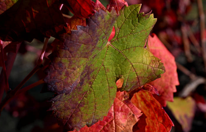 Autunno nei Monti di Lonigo