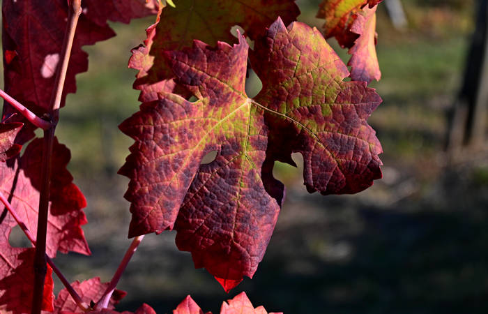 Autunno nei Monti di Lonigo