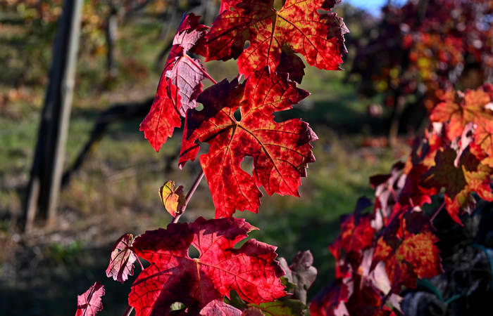 Autunno nei Monti di Lonigo