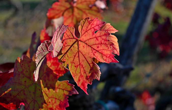 Autunno nei Monti di Lonigo