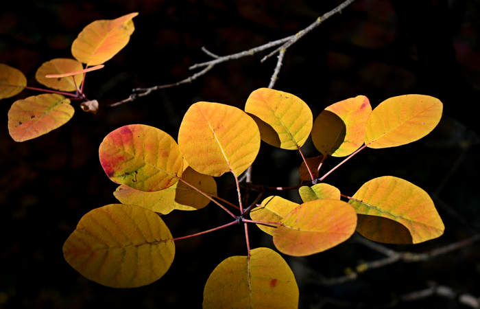 Autunno nei Monti di Lonigo