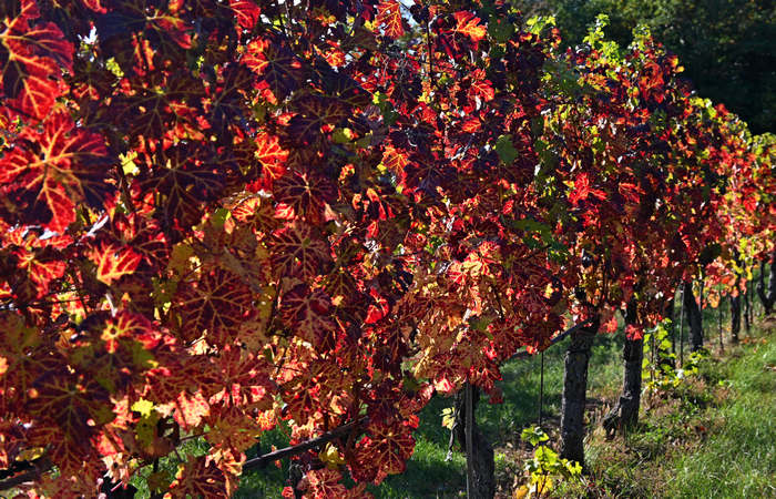 Autunno nei Monti di Lonigo