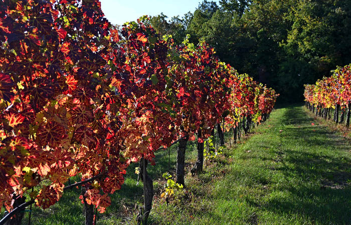 Autunno nei Monti di Lonigo