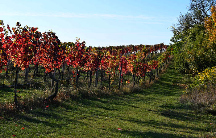 Autunno nei Monti di Lonigo