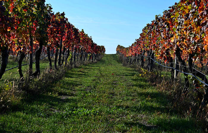 Autunno nei Monti di Lonigo