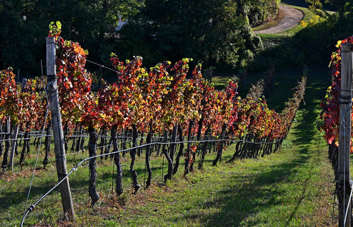 Autunno nei Monti di Lonigo