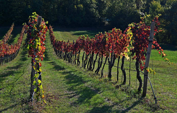 Autunno nei Monti di Lonigo