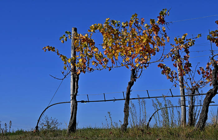 Autunno nei Monti di Lonigo