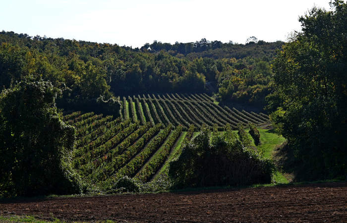 Autunno nei Monti di Lonigo