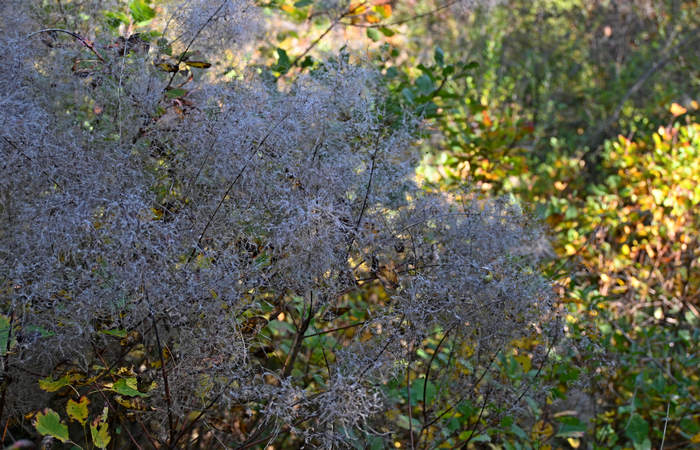 Autunno nei Monti di Lonigo