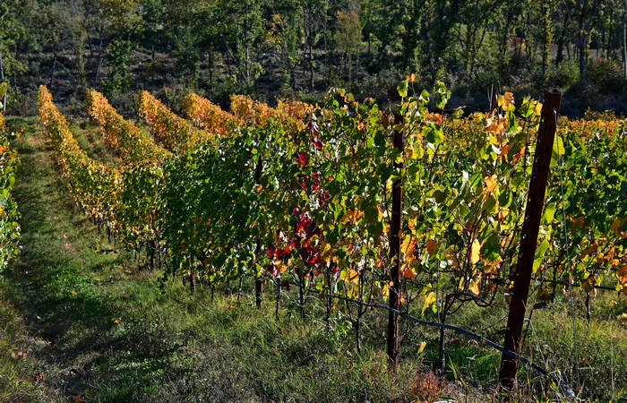 Autunno nei Monti di Lonigo