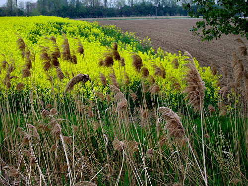 da Montagnana a Legnago