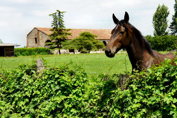 Padova, Monselice, Rovigo, Ferrara - Cammino Sant'Antonio