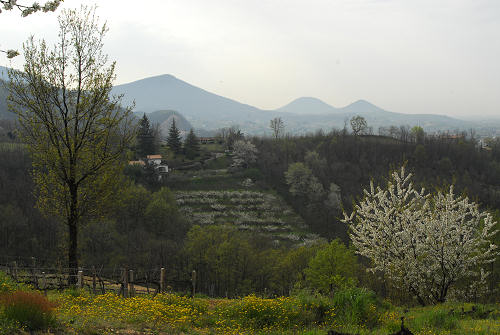 Carbonara di Rovolon - Monte Madonna, Colli Euganei