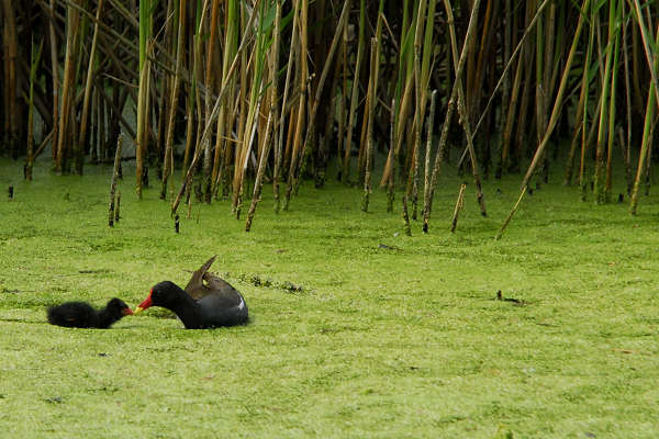 Oasi naturalistica Valle Canal Novo a Marano Lagunare