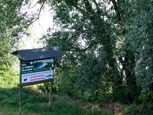 cicloturismo lungo gli argini del fiume Adige a Legnago, oasi naturalistica La Verbena