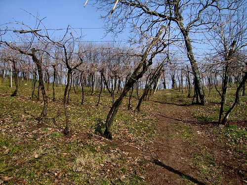 Montebello Vicentino