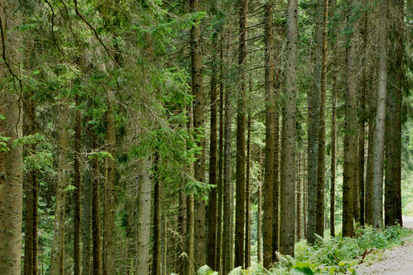 mtb Enego Valbrutta Marcesina Lisser