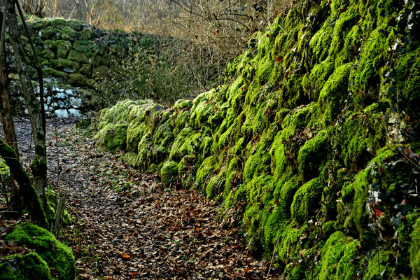 Sentiero della Piovega, Cismon Canal di Brenta Cornale, Fosse, Enego