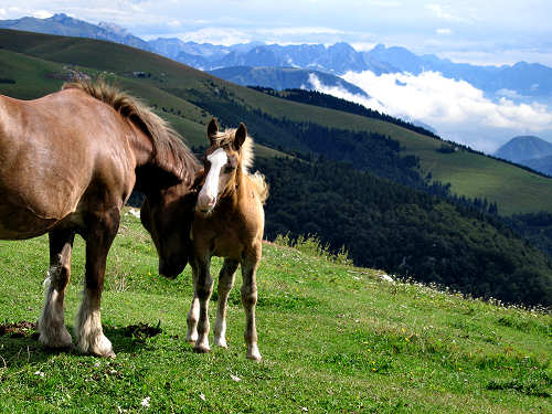 Badenecche - Foza - altopiano di Asiago 7 Comuni