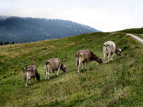 LOngara alle Melette di Gallio - Altopiano di Asiago