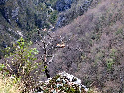 Stoccareddo di Gallio