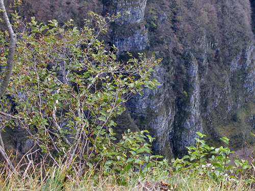 Stoccareddo di Gallio