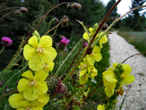 Sentiero didattico valle di Nos a Gallio