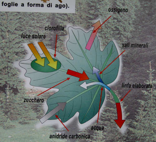 Sentiero didattico valle di Nos a Gallio