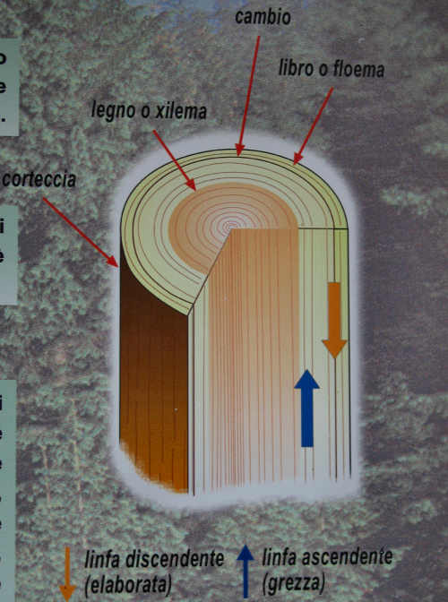 Sentiero didattico valle di Nos a Gallio