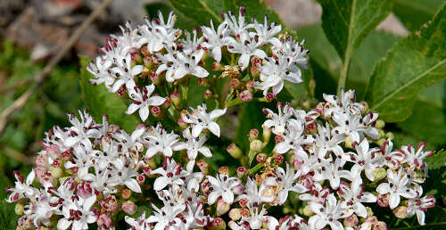 Monte Corno - Lusiana