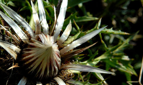 Monte Corno - Lusiana