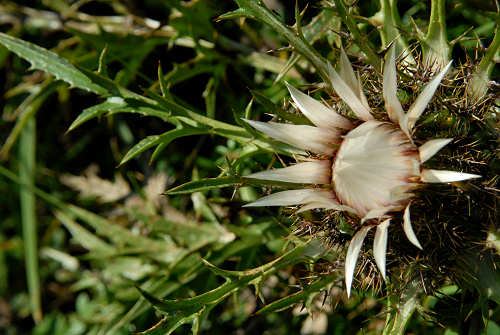 Monte Corno - Lusiana