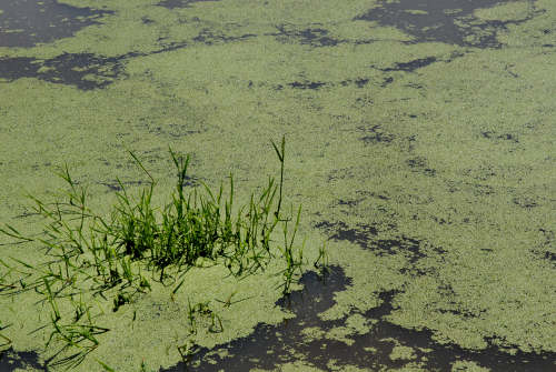 Monte Corno - Lusiana