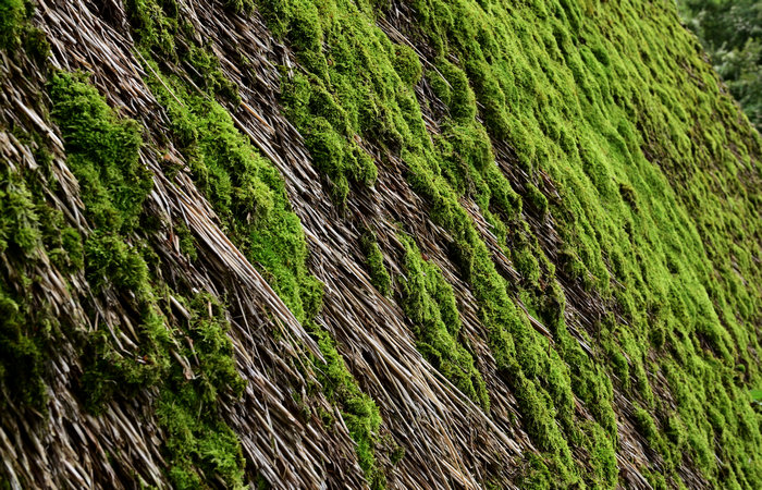 Sito archeologico del Bostel a Castelletto di Rotzo, Altopiano di Asiago Sette Comuni