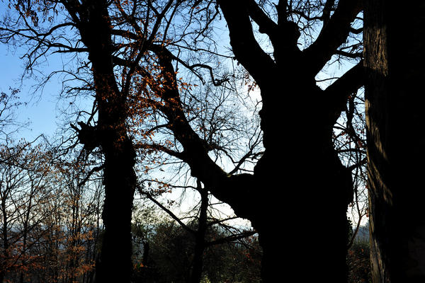 Sentieri Natura a Mussolente