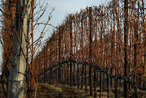 colline attorno a Marostica