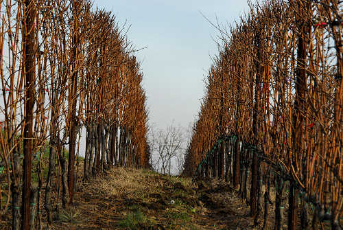 colline attorno a Marostica