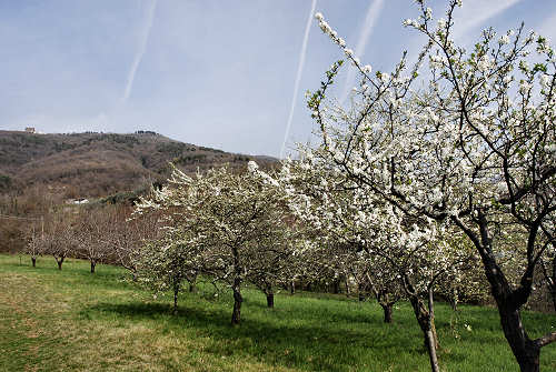 Marostica, Vallonara, Capitelli, Crosara, Tortima